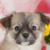 チワワ(ロング)【千葉県・女の子・2025年9月19日・フォーン&ホワイト】の写真1「この子が気になった方は、[[この子犬の見学希望]]ボタンからお気軽にお問い合わせ下さい😊」