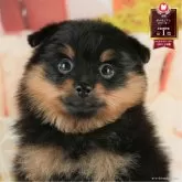 ポメラニアン