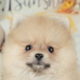 ポメラニアン