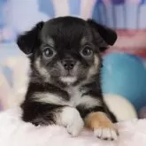 チワワ(ロング)
