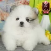 ポメラニアン