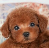 トイプードル(トイ)