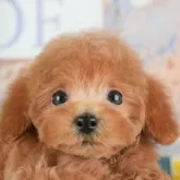 トイプードル(トイ)【千葉県・女の子・2025年9月30日・レッド】の写真1「この子が気になった方は、[[この子犬の見学希望]]ボタンからお気軽にお問い合わせ下さい😊」