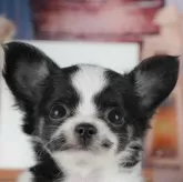 チワワ(ロング)