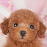 タイニープードル