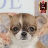 チワワ(ロング)