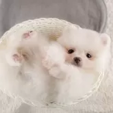 ポメラニアン