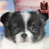 チワワ(ロング)