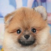 ポメラニアン