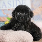 トイプードル(トイ)