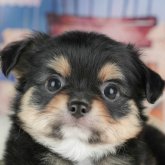 チワワ(ロング)