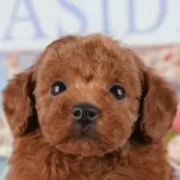 タイニープードル