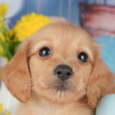 ミニチュアダックスフンド(ロング)