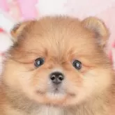 ポメラニアン