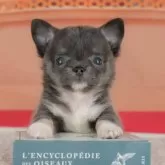 チワワ(ロング)