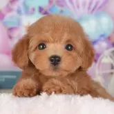 トイプードル(トイ)