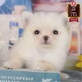 ポメチワ(チワワ×ポメラニアン)【千葉県・女の子・2025年6月12日・クリーム】の写真1「この子が気になった方は、[[この子犬の見学希望]]ボタンからお気軽にお問い合わせ下さい😊」