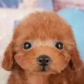 トイプードル(トイ)