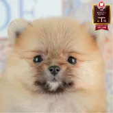 ポメラニアン