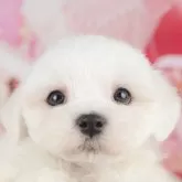 マルチーズ