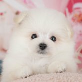 ミックス(ポメラニアン×ミックス)