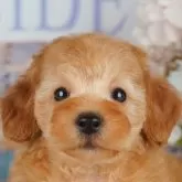 トイプードル(トイ)