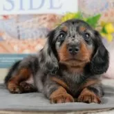 ミニチュアダックスフンド(ロング)【千葉県・男の子・2025年9月1日・シルバーダップル】の写真1「この子が気になった方は、[[この子犬の見学希望]]ボタンからお気軽にお問い合わせ下さい😊」