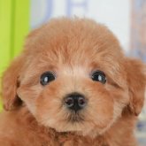 トイプードル(トイ)