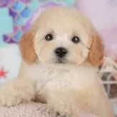 トイプードル(トイ)