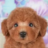 トイプードル(トイ)