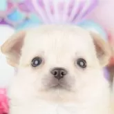 チワワ(ロング)