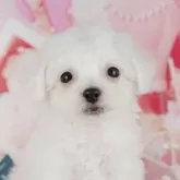 ビションフリーゼ