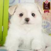 チワワ(ロング)