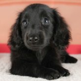 ミニチュアダックスフンド(ロング)