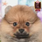 ポメラニアン