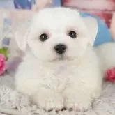 マルチーズ