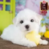 マルチーズ
