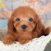 トイプードル(タイニー)