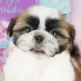シーズー