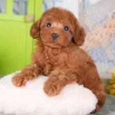 トイプードル(トイ)【千葉県・女の子・2025年8月23日・レッド】の写真1「この子が気になった方は、[[この子犬の見学希望]]ボタンからお気軽にお問い合わせ下さい😊」