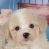 マルプー(マルチーズ×トイプードル)【千葉県・男の子・2025年10月24日・クリーム】の写真1「この子が気になった方は、[[この子犬の見学希望]]ボタンからお気軽にお問い合わせ下さい😊」