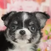 チワワ(ロング)