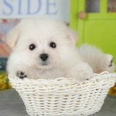 ミックス(ポメラニアン×ティーカッププードル)