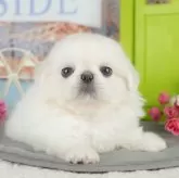 ペキニーズ