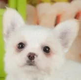 チワワ(ロング)