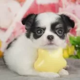 チワワ(ロング)