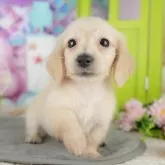 ミニチュアダックスフンド(ロング)【千葉県・男の子・2025年8月16日・イエロー】の写真1「この子が気になった方は、[[この子犬の見学希望]]ボタンからお気軽にお問い合わせ下さい😊」