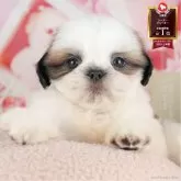 シーズー