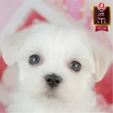 マルチーズ
