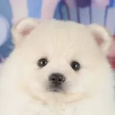 ポメラニアン